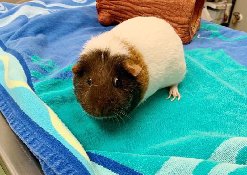 Carousel Slide 6: Pocket Pet Guinea Pig Veterinary Care, Cornelius